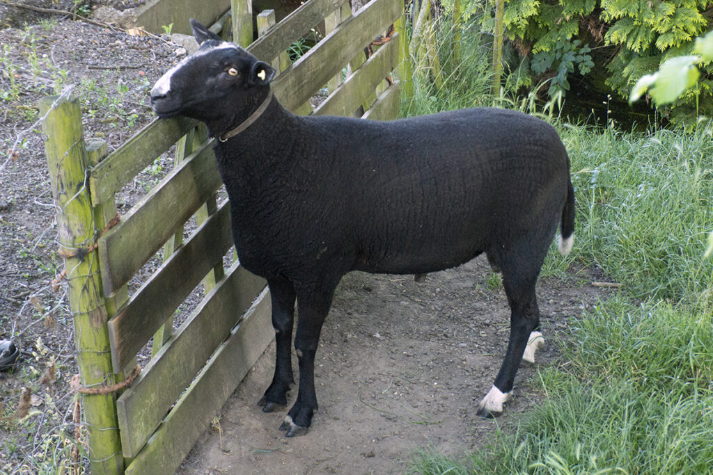 In 2011 hebben we een deze ram aangeschaft. Deze ram is voor het eerst ingezet in 2011, de eerste lammeren van deze ram zijn geboren in 2012.